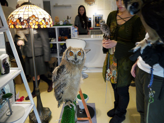 Illustration for article titled Who Thinks Japan's Owl Cafes Are a Hoot?